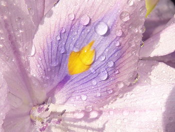 Macro shot of water drops on purple flower