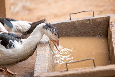 View of bird drinking water
