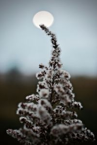 Close-up of tree against sky during winter