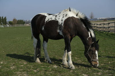 Horse grazing in field