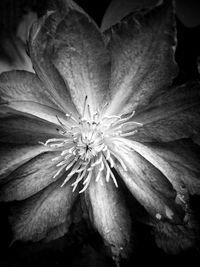 Macro shot of flowering plant