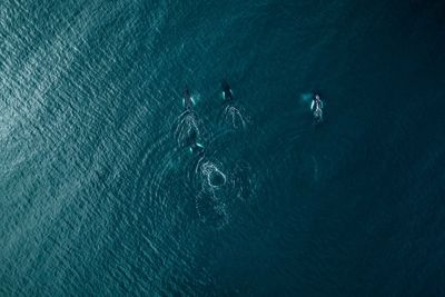 Aerial view of killer whales swimming in sea