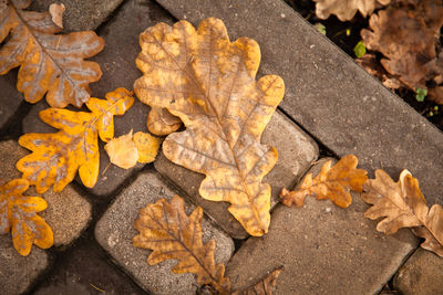 High angle view of dry maple leaves on sidewalk