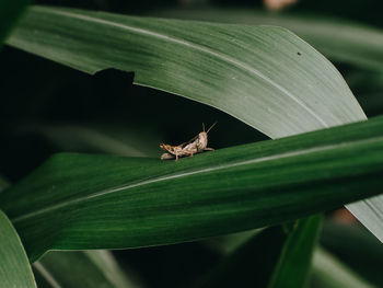 Close-up of butterfly on leaf