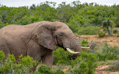 indian elephant