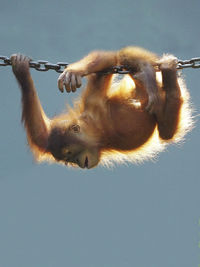 Orangutan hanging from chain