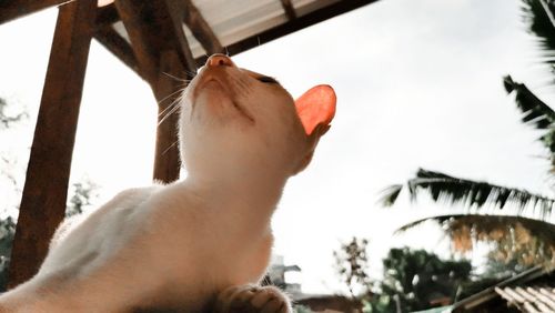 Low angle view of a dog against the sky