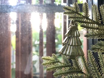 Close-up of plant hanging on tree trunk