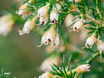 Close-up of plant