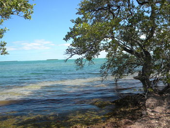 Scenic view of sea and trees against sky