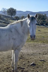 Horse standing in ranch