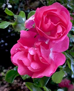 Close-up of pink rose