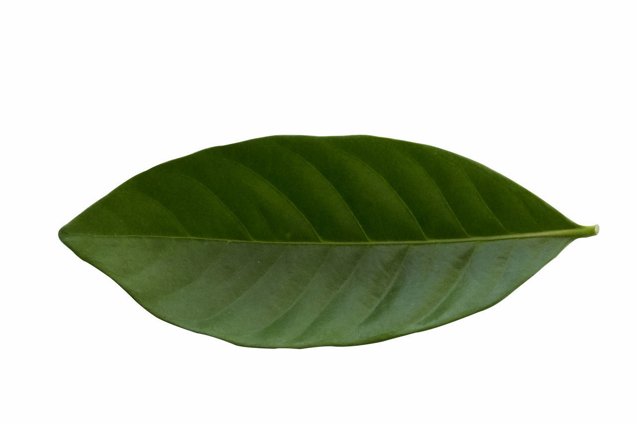 CLOSE-UP OF GREEN LEAF AGAINST WHITE BACKGROUND
