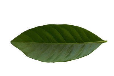 Close-up of green leaves against white background