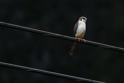 Bird perching on railing