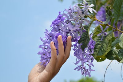 Close-up of hand holding purple flowering plant