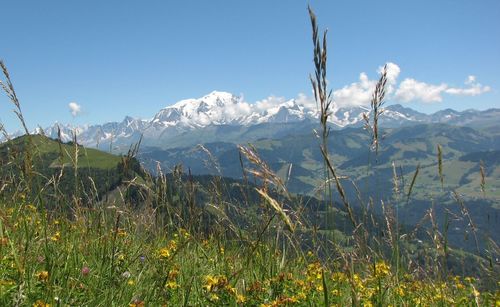 Close-up of plants and mountains against sky