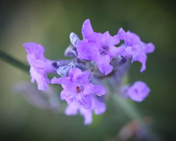 Close-up of purple flowers