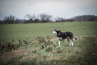 View of dog on field