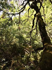 Low angle view of trees in forest