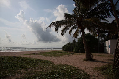 Palm trees on beach against sky