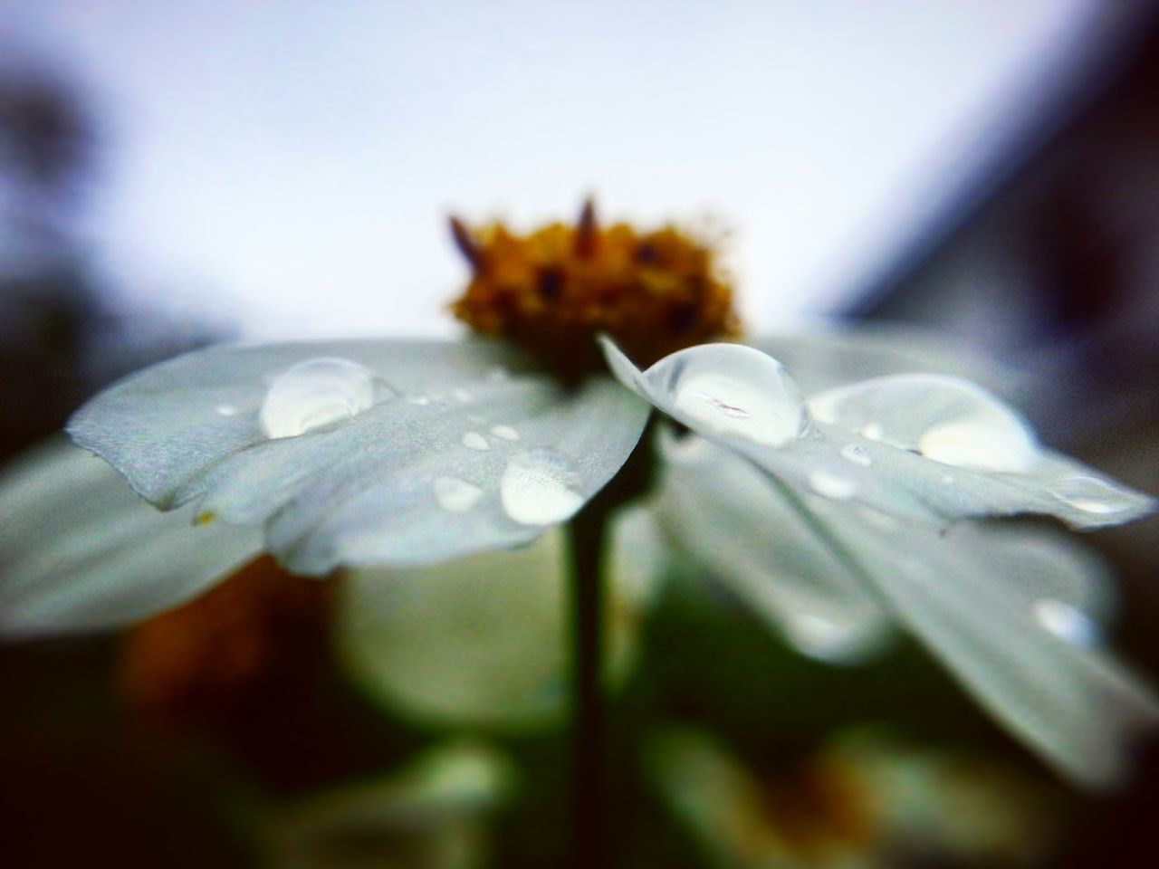 water, wet, nature, fragility, drop, rain, close-up, beauty in nature, freshness, no people, flower, plant, growth, flower head, raindrop, day, outdoors, purity