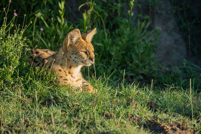 Serval lies in sunny grass looking right