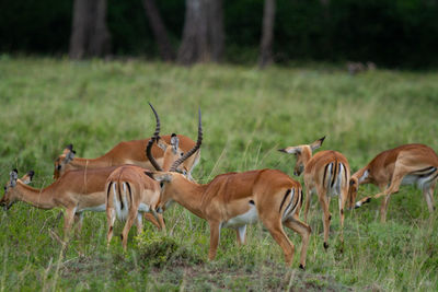 A herd of impalas in a field