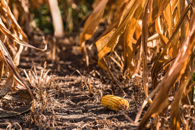 In germany, the maize harvest is difficult after the hot summer and the drought
