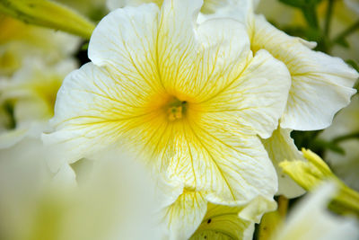 Close-up of yellow flowering plant