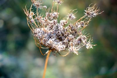 Close-up of insect on plant