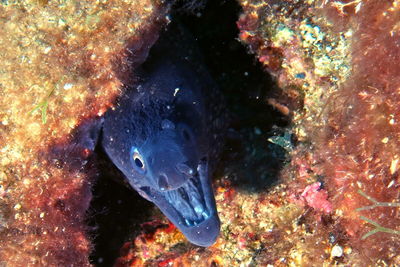 Fish swimming in sea