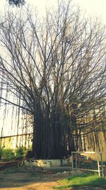 Bare trees against sky