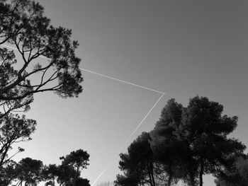 Low angle view of trees against clear sky