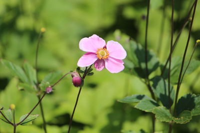 Close-up of pink cosmos blooming outdoors