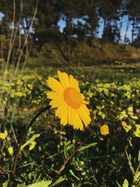 Close-up of yellow flowering plant on field