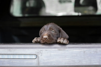 View of a german wiredhair puppy looking out of pickup car