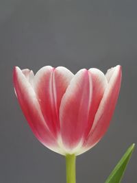 Close-up of pink tulip against white background