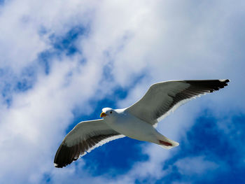 Low angle view of seagull flying