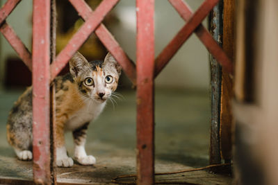 Portrait of cat looking through gate