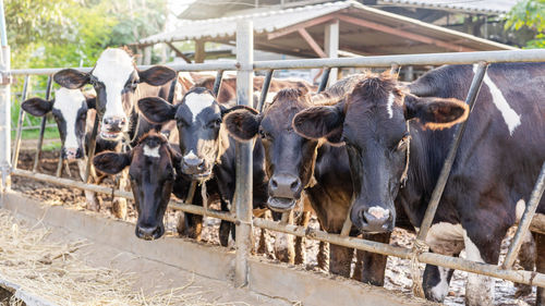 Cows standing in pen