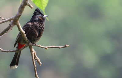 Close-up of bird perching on branch