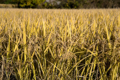 Scenic view of wheat field