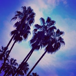 Low angle view of palm trees against blue sky
