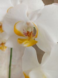 Close-up of white rose flower