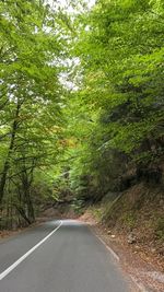 Road amidst trees in forest