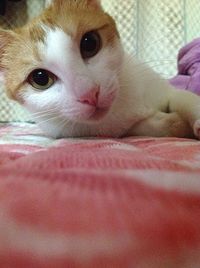 Close-up of cat lying on bed