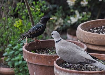 Close-up of pigeons perching on potted plant