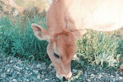 Close-up of a horse on field