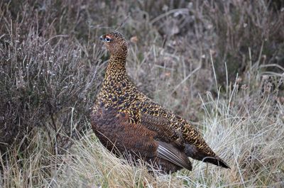 Side view of a bird on field